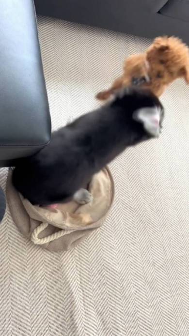 大型犬の子犬とプードル