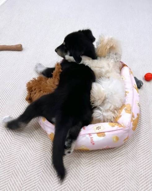 大型犬の子犬とプードル