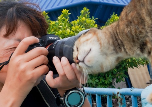 すりすりする猫