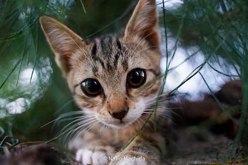 目が大きい子猫