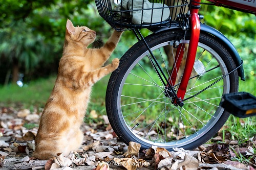 自転車と猫