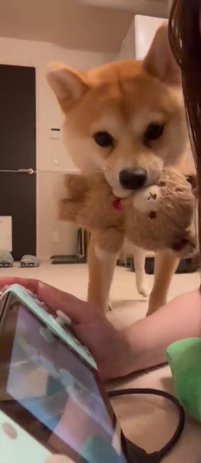 ゲーム邪魔柴犬