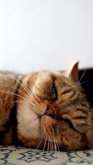 薄目開く寅次郎