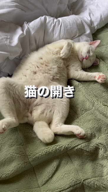 猫の開き