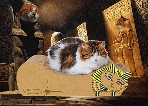 ファラオの添い寝爪とぎと寝てる猫