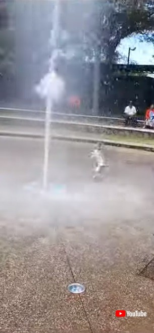 大興奮のワンコ