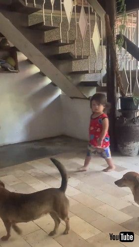 「Every Dog Gets A Kiss || ViralHog」