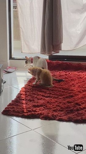 シンクロする猫2匹