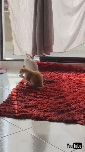 シンクロする猫2匹