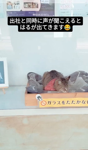 ウィンドウにいる猫遠くから