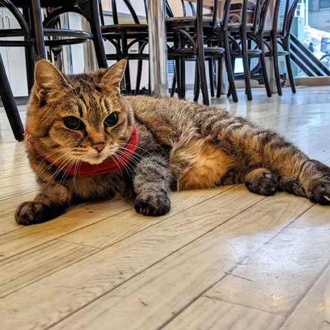 床でくつろぐ猫