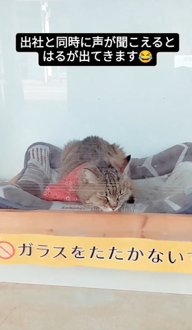 ウィンドウにいる猫正面