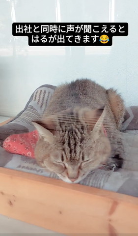 ウィンドウにいる猫正面アップ