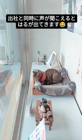 ウィンドウにいる猫横