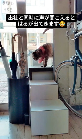 階段を降りようとする猫