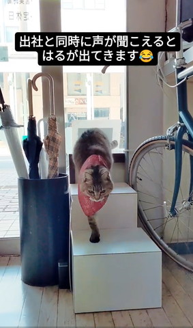 階段降りてくる猫