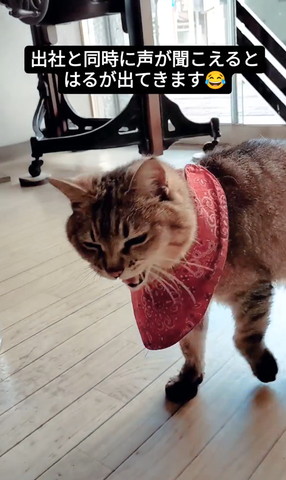 鳴いてる猫