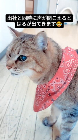 猫横顔