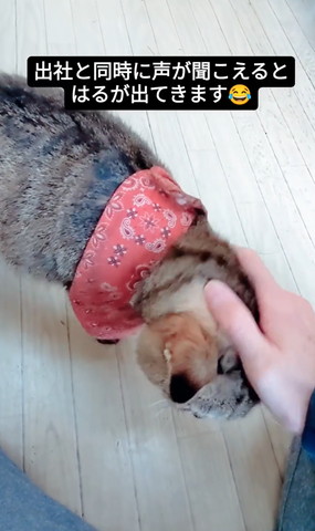 なでられてる猫