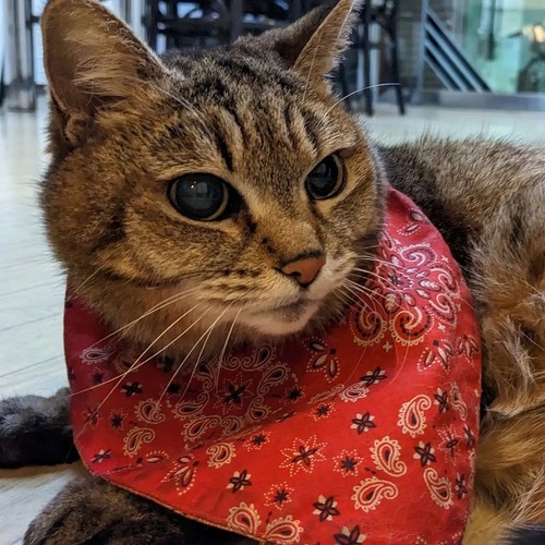 くつろぐ猫