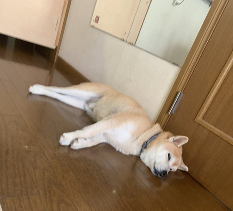 フローリングで寝てるワンコ