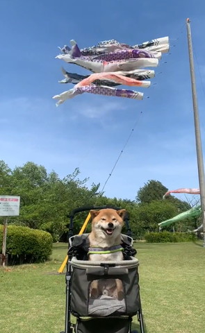 鯉のぼりとワンコ