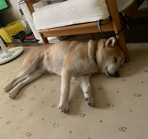 ベッドの下で寝てるワンコ