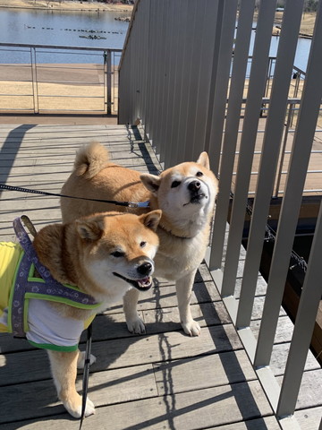 笑顔のワンコと上をみあげるワンコ