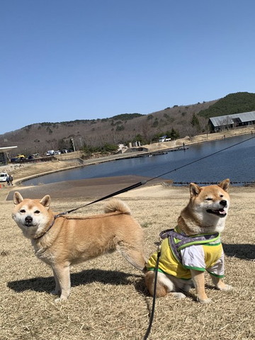 座ってるワンコと立ってるワンコ