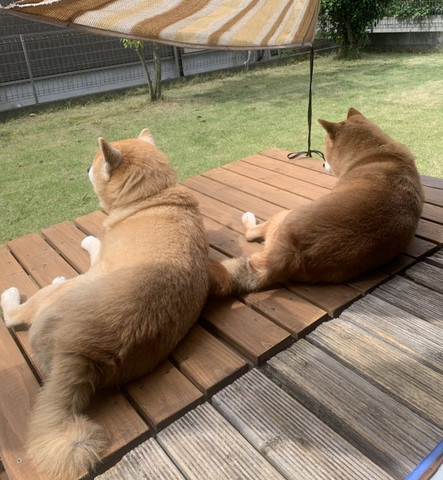 縁側に2匹