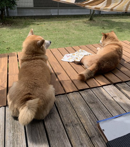 縁側で隣のワンコ見るワンコ