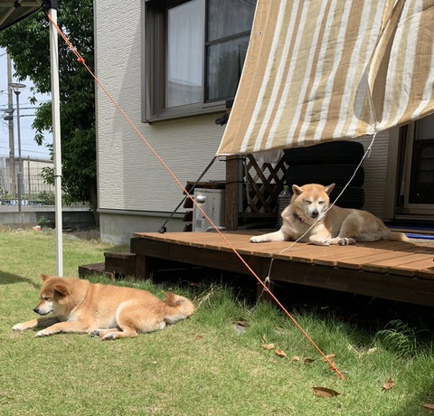 縁側にいるワンコと芝生にいるワンコ