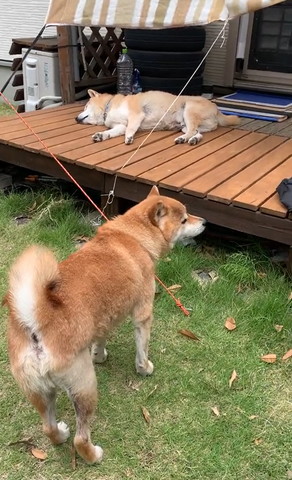 縁側で寝るワンコを仁王立ちで見るワンコ