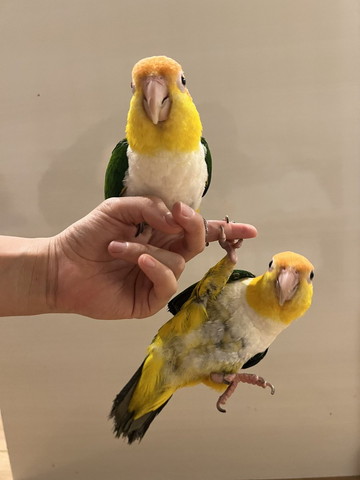 指に上下で止まるインコ