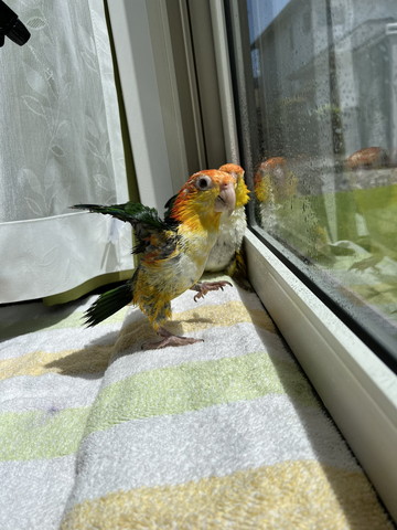 踊ってるようなインコ横から