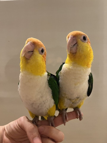 並んで指に乗るインコたち