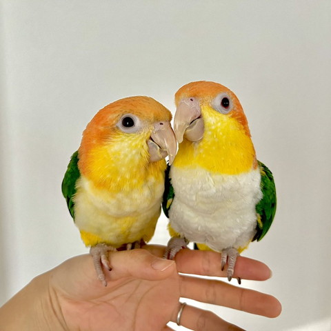 くちばし近づけるインコたち