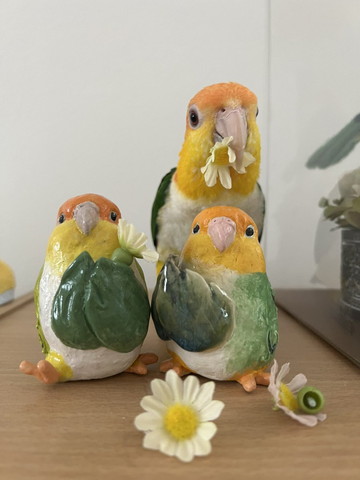 花くわえるインコ