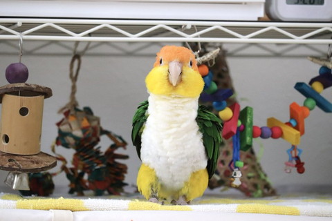 インコ正面もふもふ