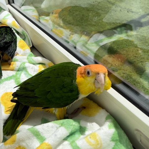 窓際でほっぺたのせてるインコ