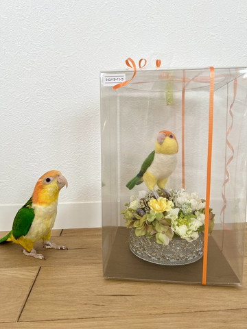 ケースの人形見るインコ