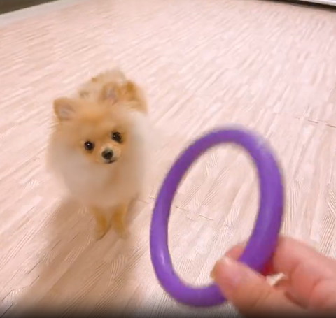 輪投げを見るワンコアップ