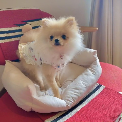 洋服着てるワンコ