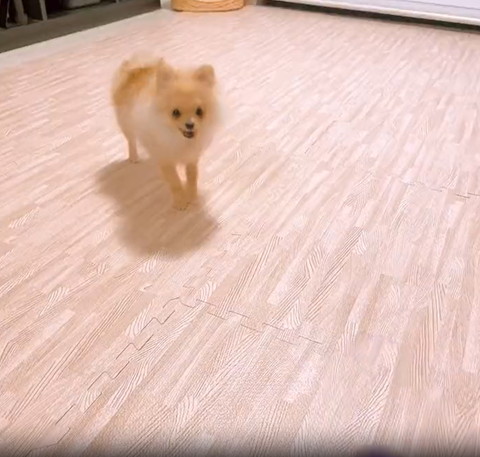 口あけてるワンコ