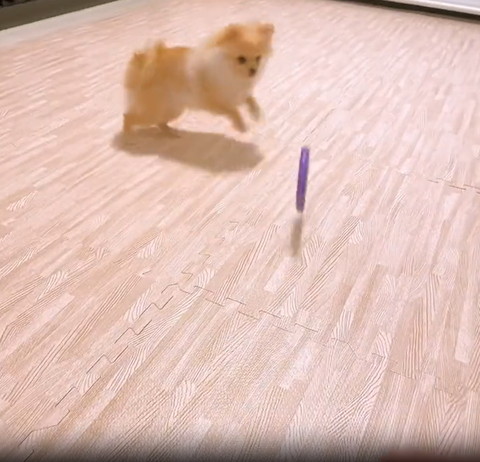 左から輪投げを追いかけるワンコ