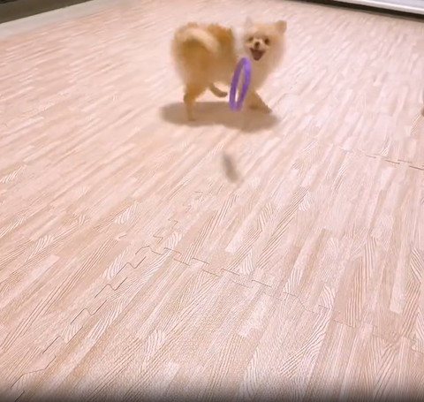 輪投げを前に口をあけるワンコ