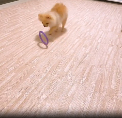 転がる輪投げを見るワンコ