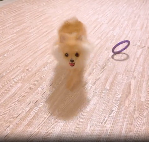 カメラに歩いてくるワンコ