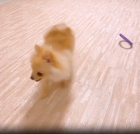 ケースの人形見るインコ