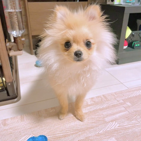 水の前に立ってるワンコ